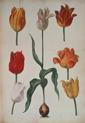 Tulpen: uit Verzameling van Bloemen naar de Natuur getekend, c.1630